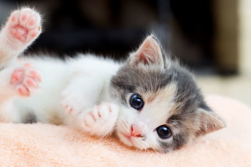 How to Take Care of a Kitten