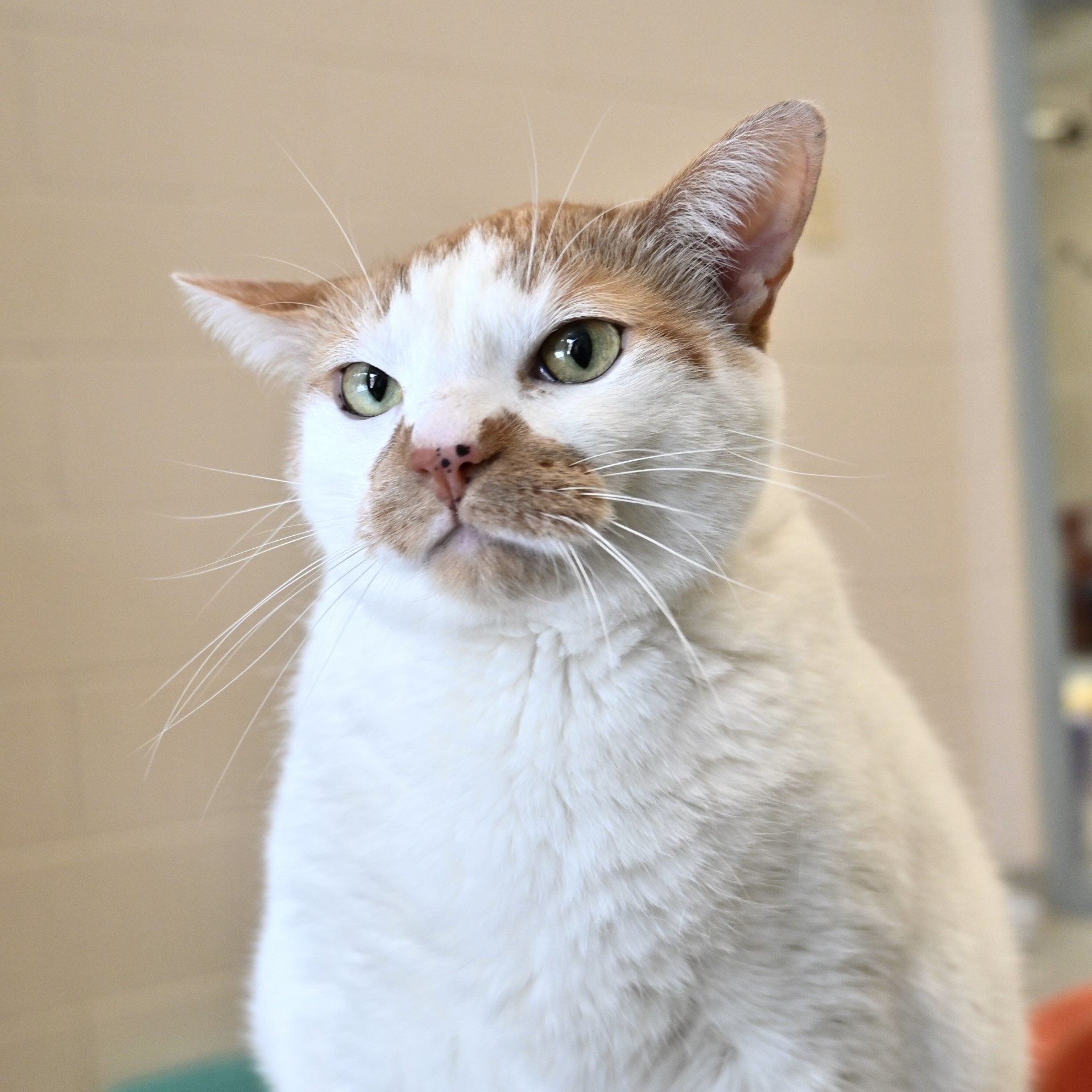 Understanding Cat Body Language