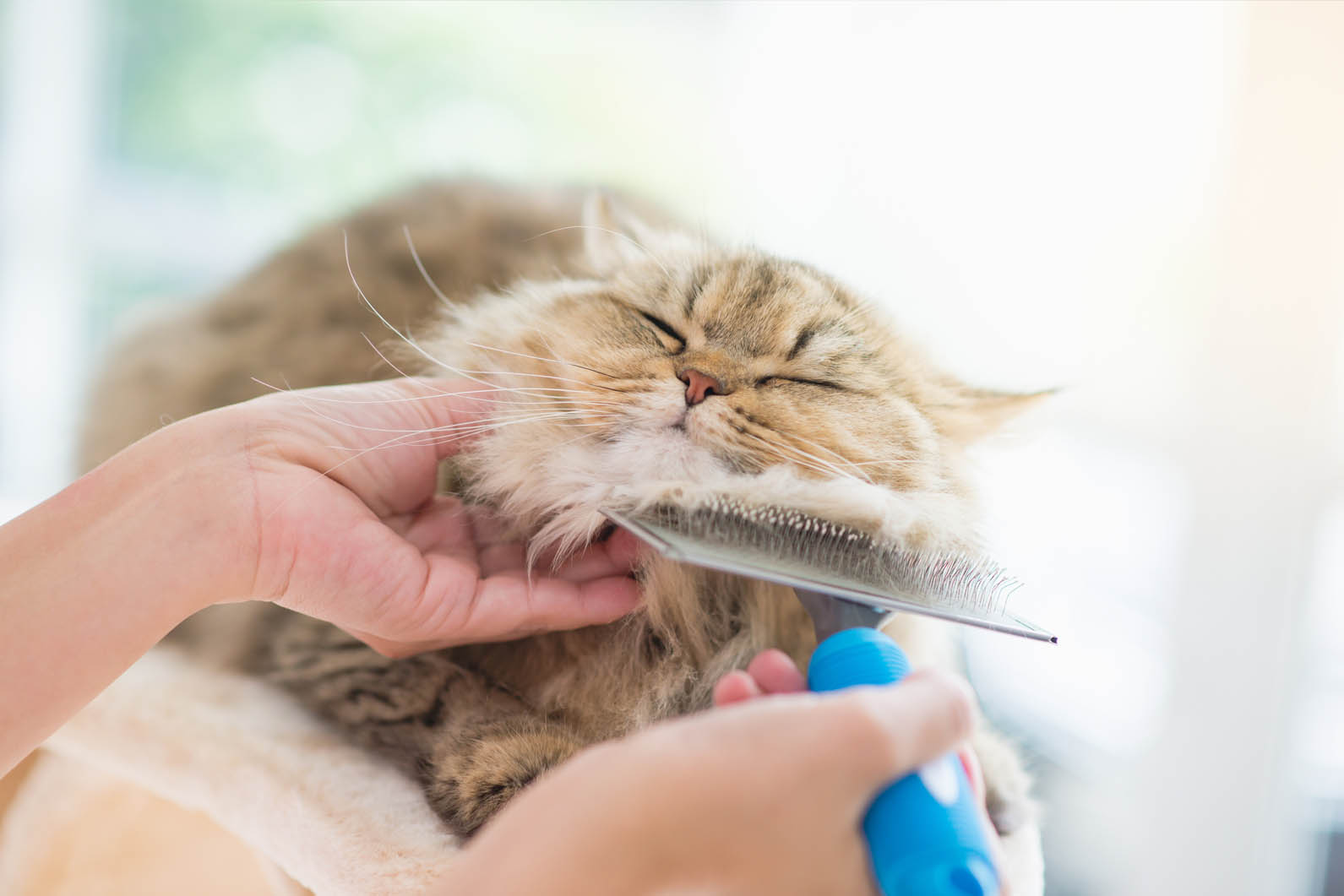 Cat Grooming Tips