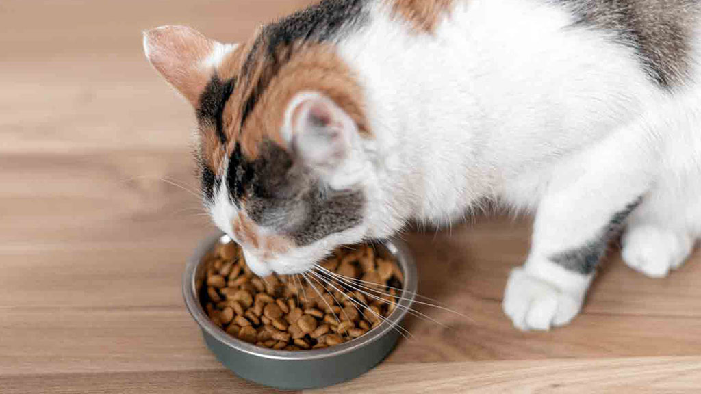 Cat Nutrition Tips