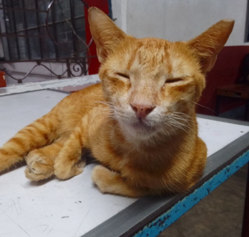 Citi - Sweet black domestic