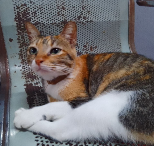 Serene - Friendly orange tabby