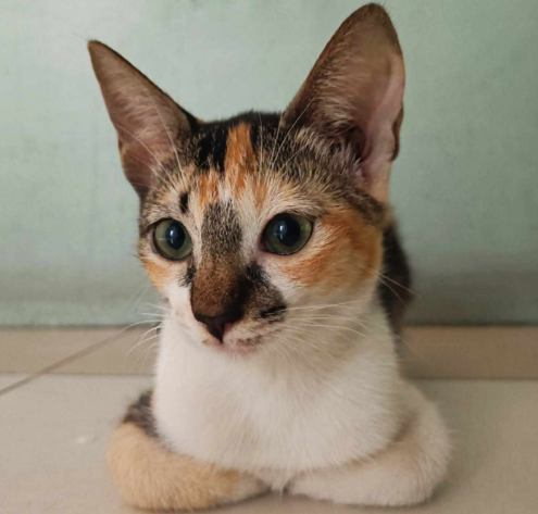 Quickie - Low-energy companion